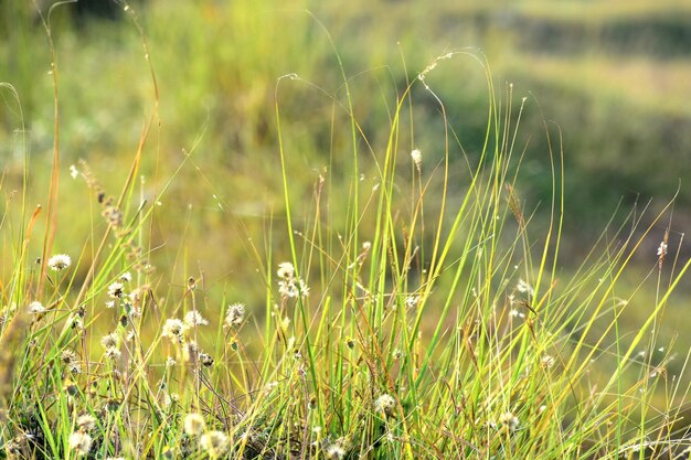 美しい緑の草とその花