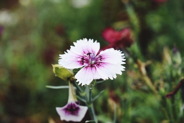 美しい単一の花のスナップ