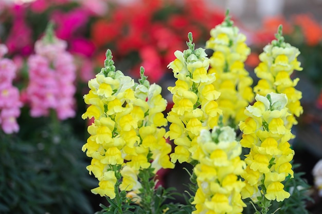 Beautiful snapdragon flowers blooming in spring day Antirrhinum majus