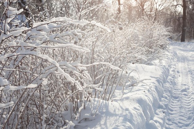 Beautiful snow-covered bushes in winter in the park in the sun.