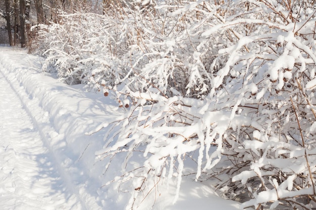 Beautiful snow-covered bushes in winter in the park in the sun.