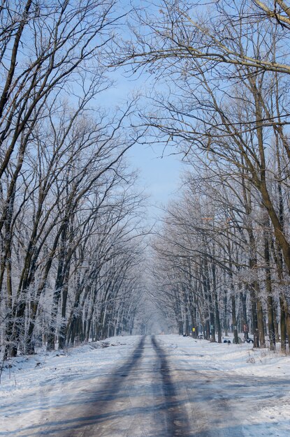 사진 아름다운 눈 덮인 도로. 눈과 서리의 높은 아름다운 나무