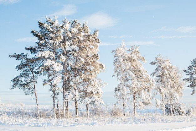 Красивые снежные ели на солнце