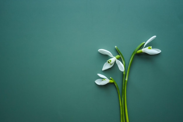 Beautiful snowdrops on green background