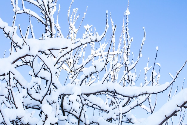 美しい雪。茂みと樹木の枝に雪