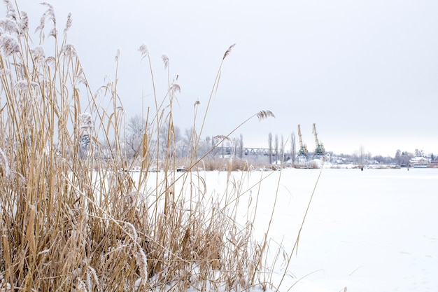 Beautiful snowfall. Winter landscape