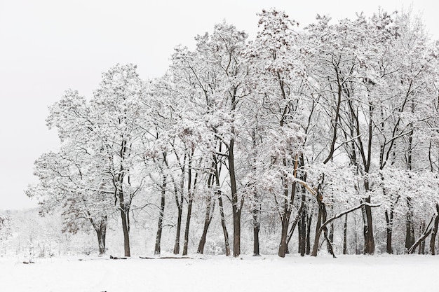 Beautiful snowy woods scenery Trees covered in snow frosty winter park landscape Winter wallpaper