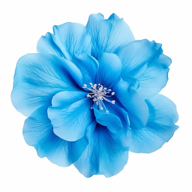 Beautiful Soft Blue Flower