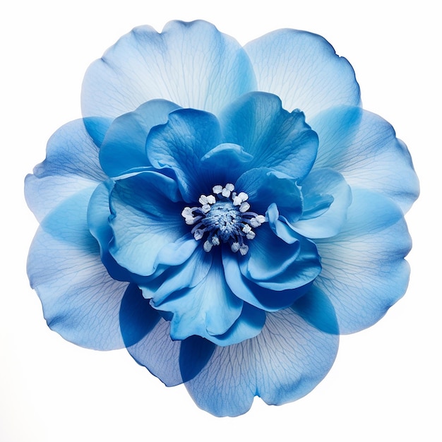 Beautiful Soft Blue Flower