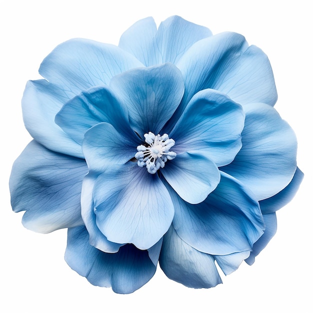 Beautiful Soft Blue Flower