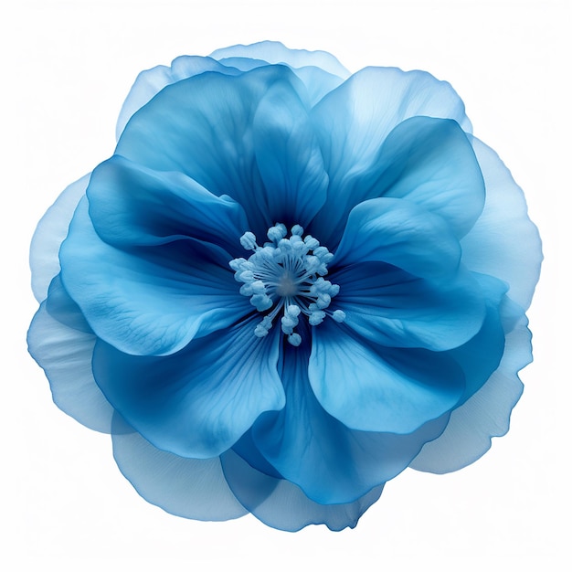 Foto bellissimo fiore blu morbido