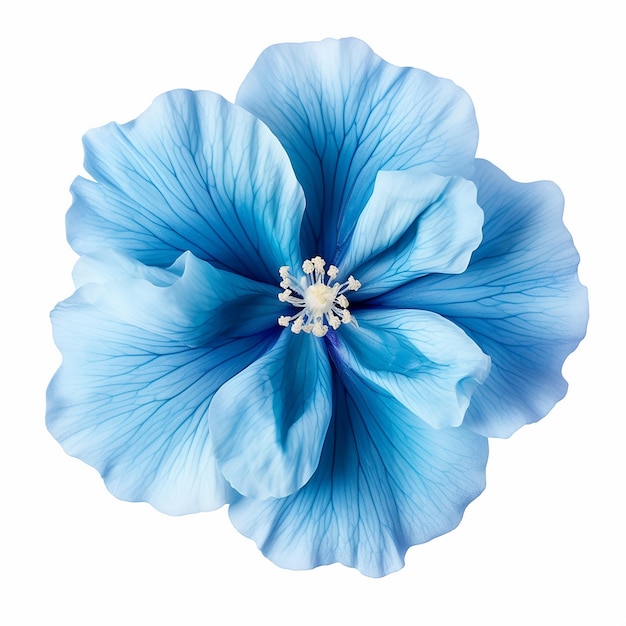Красивый мягкий голубой цветок