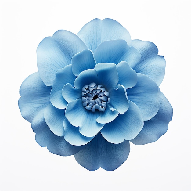 Beautiful Soft Blue Flower