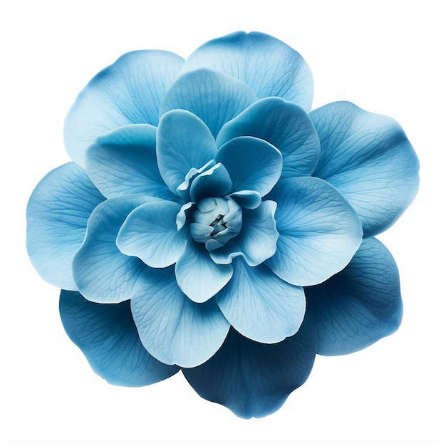 Beautiful Soft Blue Flower