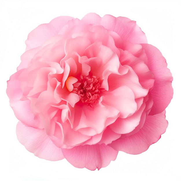 Foto bellissimo fiore rosa morbido