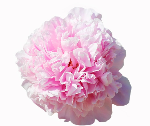 Bella peonia rosa tenue isolata su sfondo bianco