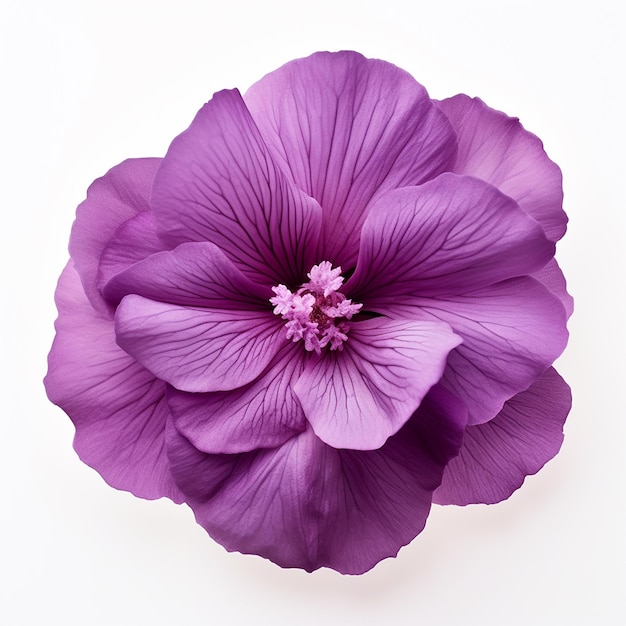 Beautiful Soft Purple Flower