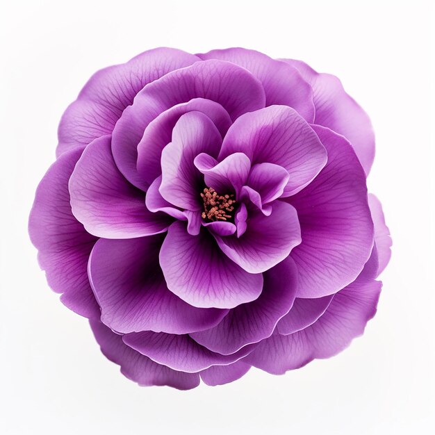 Beautiful Soft Purple Flower