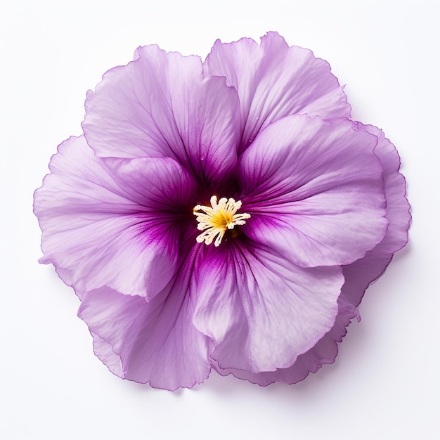 Photo beautiful soft purple flower