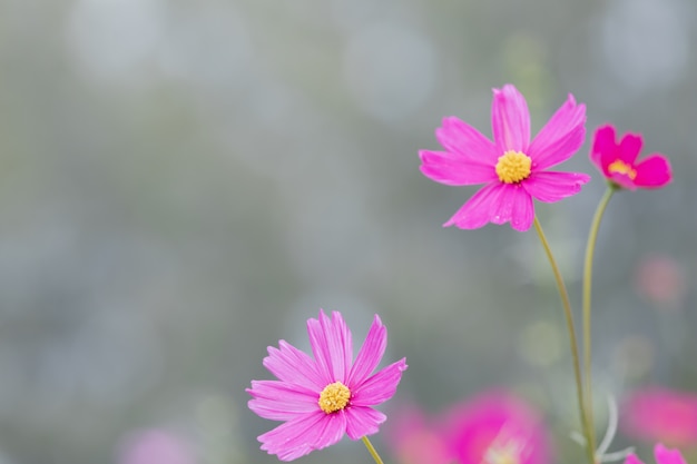 Beautiful soft selective focus pink and white cosmos flowers field with copy space
