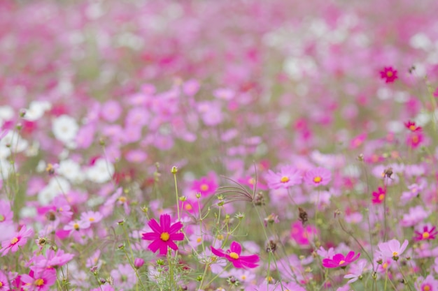 Beautiful soft selective focus pink and white cosmos flowers field with copy space