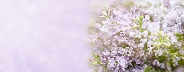 Beautiful soft spring background with lilac flowers pastel floral purple template web banner