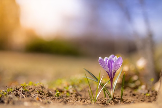 Beautiful soft spring flowers blurred bokeh nature landscape crocus in front of the sunset light