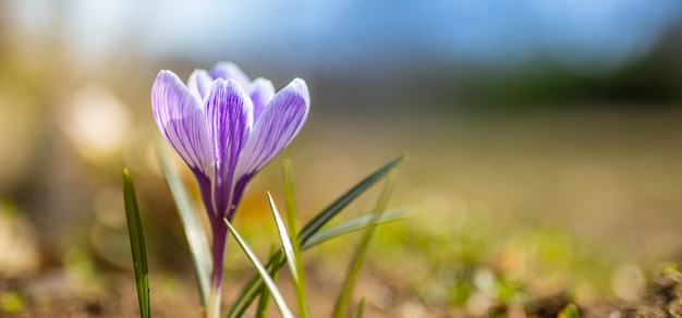 Beautiful soft spring flowers blurred bokeh nature landscape crocus in front of the sunset light