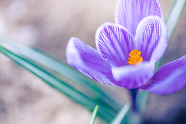 Beautiful soft spring flowers blurred bokeh nature landscape crocus in front of the sunset with soft sunset bokeh