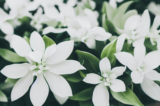 Beautiful soft white close-up flowers background