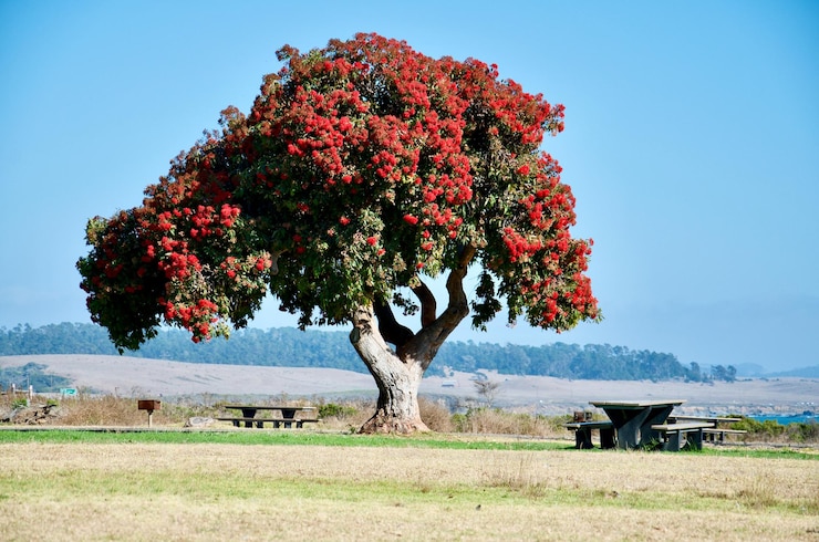 Photo beautiful solo red tree in big sur