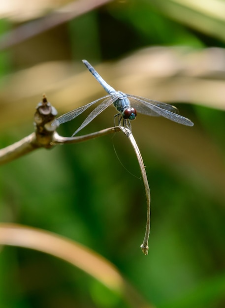 Beautiful Sombre lieutenant Brachydiplax sobrina blue color dragonfly sitting on a twig over the water stream