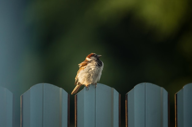 A beautiful sparrow sits on a fence