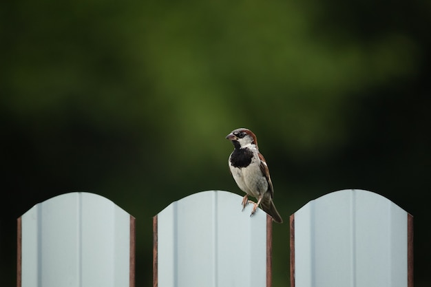 Beautiful sparrow sitting on a fence