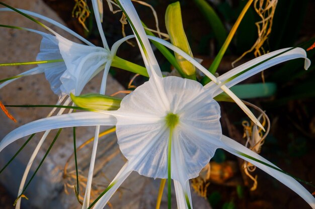 Foto bellissimo fiore bianco del giglio di ragno nel parco