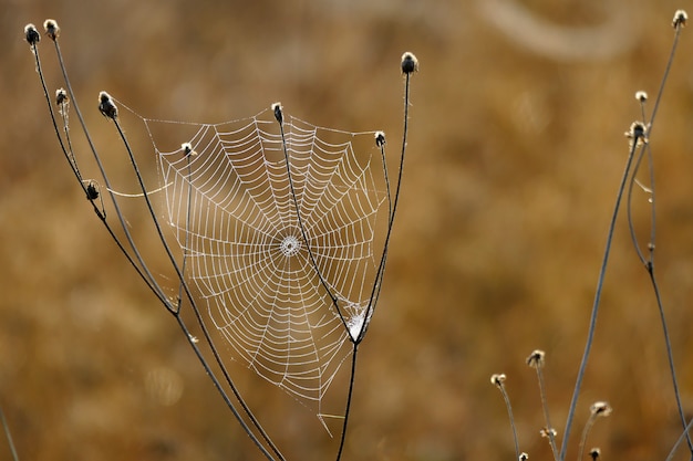 Photo beautiful spider web photographed at first light in the morning