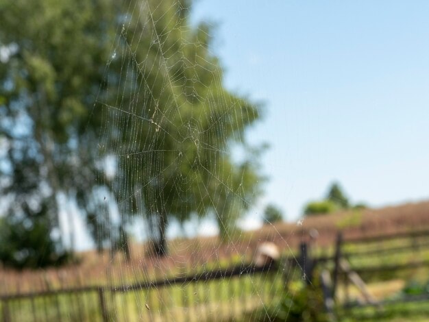 水滴のクローズアップで美しい蜘蛛の巣。背景にぼやけた夏の風景