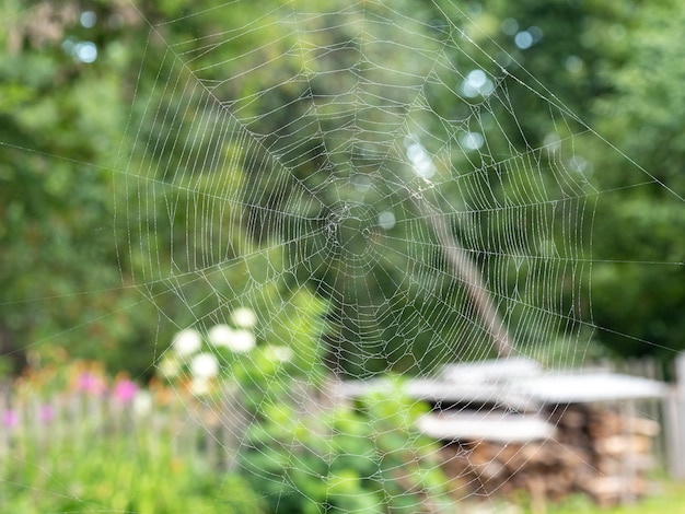 Beautiful spider web with water drops close-up. blurry summer landscape