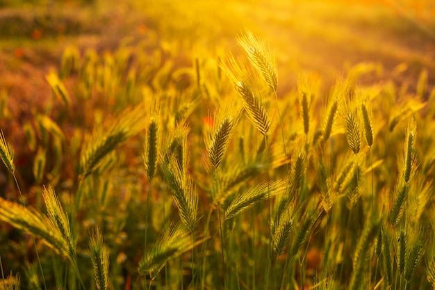 Beautiful spikelets in the field at sunset Wallpaper