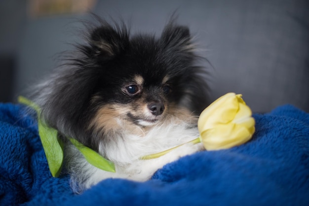 黄色いチューリップの美しいスピッツ国立犬の日女性の日世界動物の日