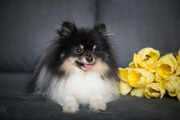 黄色いチューリップの美しいスピッツ全国犬の日女性の日世界動物の日
