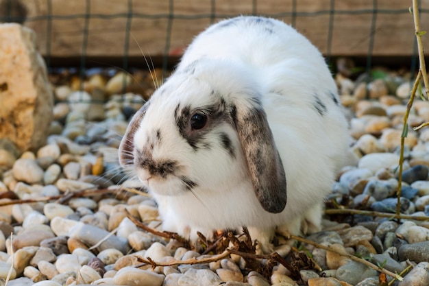 Beautiful spotted white and black, or grey rabbit - mini lop is sitting outside in the aviary