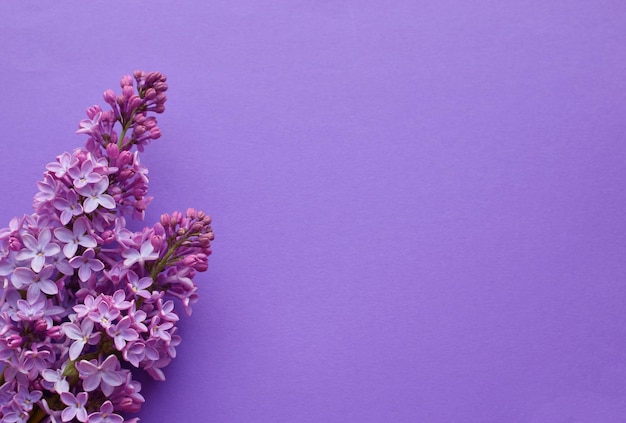 Beautiful sprigs of lilac on a purple background Copy space