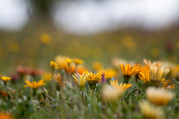 Bei fiori della margherita africana della molla