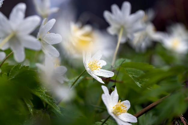 Beautiful spring anemones growing in the forest