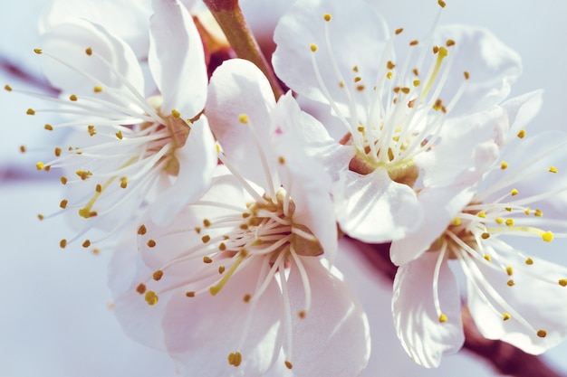 Beautiful spring background blooming apricot