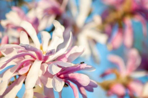 beautiful spring background. blooming magnolias