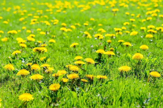 Beautiful spring background green meadow full of blooming dandelion flowers in deep sunshine