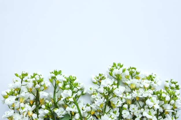 Beautiful spring background of white flowers Flat lay top view