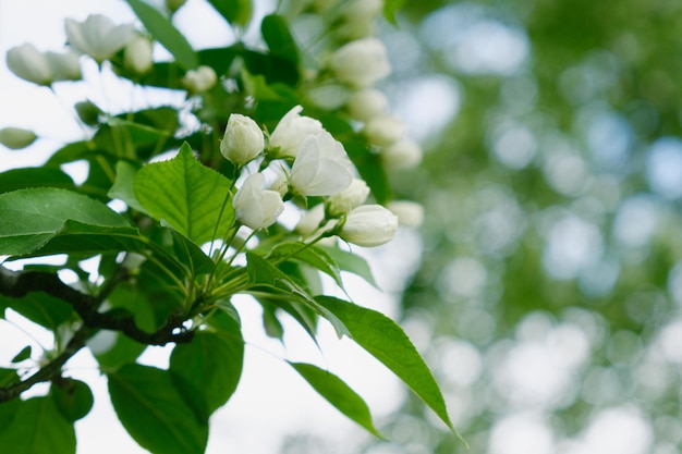 Beautiful spring background with flowers of a blossoming apple tree in a city garden